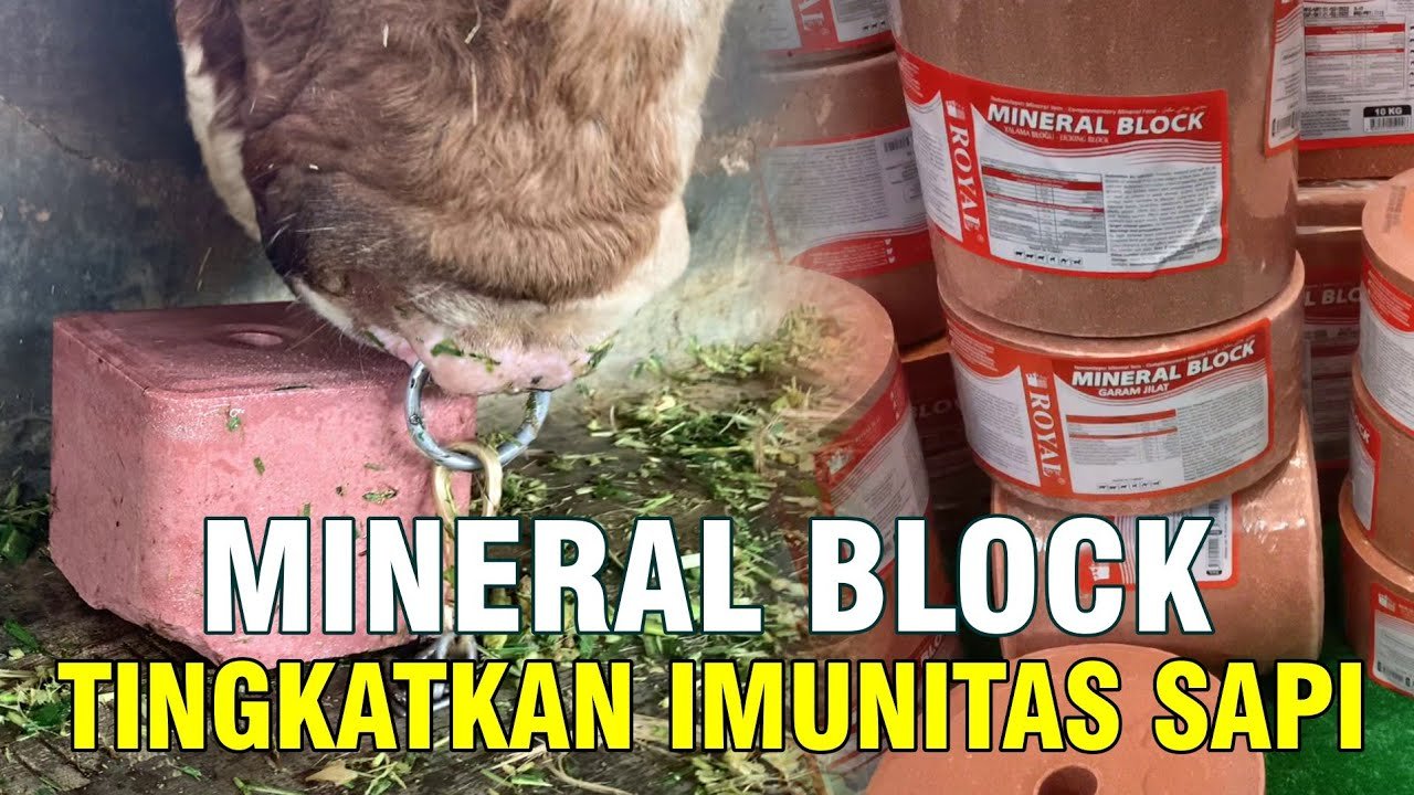 
                                 Mineral-Blok-Suplemen-Pakan-Ternak